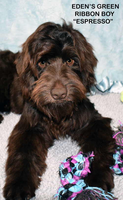 australian labradoodle